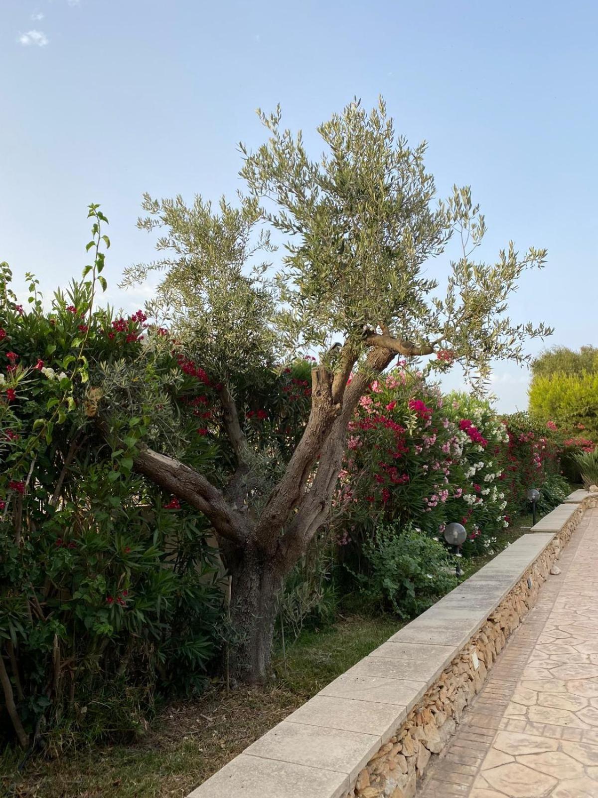 Villa Maia Porto Cesareo Exterior photo